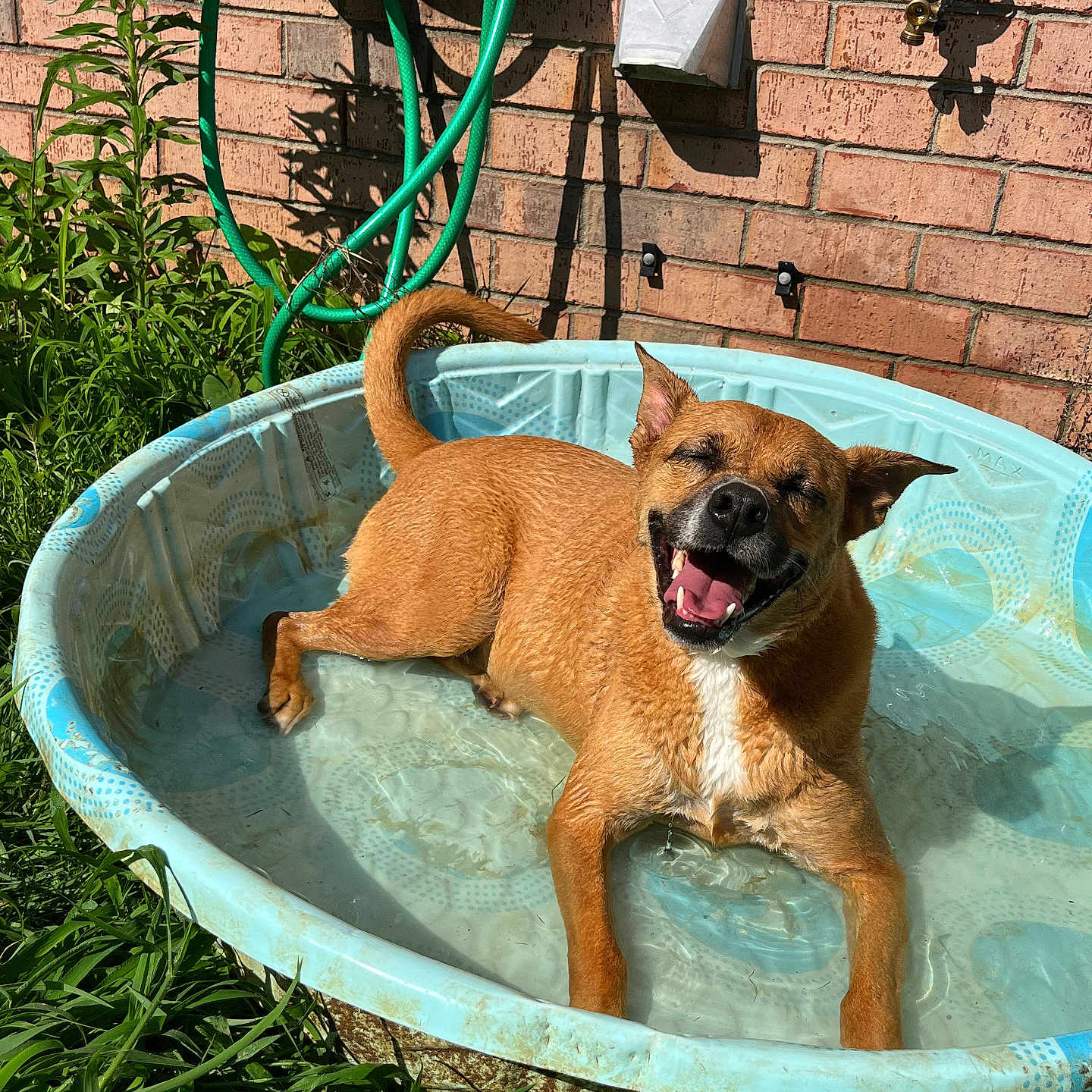 Millie is registered to the contest to win money with this photo: backyard, brick_wall, canine, dog, grass, happy, hose, outdoor, pet, playful, pool, relaxing, small_pool, smiling, summer, sunlight, sunny, tongue_out, water, wet