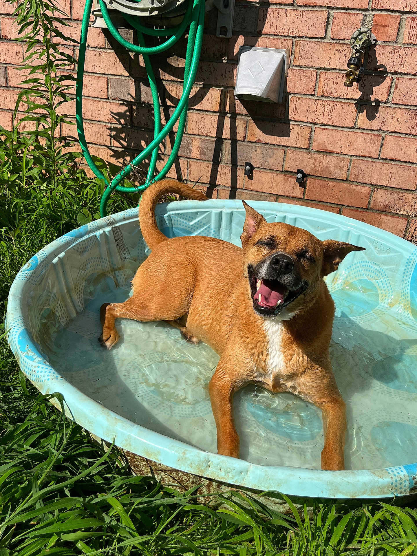 Millie is registered to the contest to win money with this photo: dog, pool, water, smiling, sunny, outdoor, grass, brick_wall, hose, pet, happy, canine, playful, summer, relaxing, backyard, small_pool, tongue_out, sunlight, wet