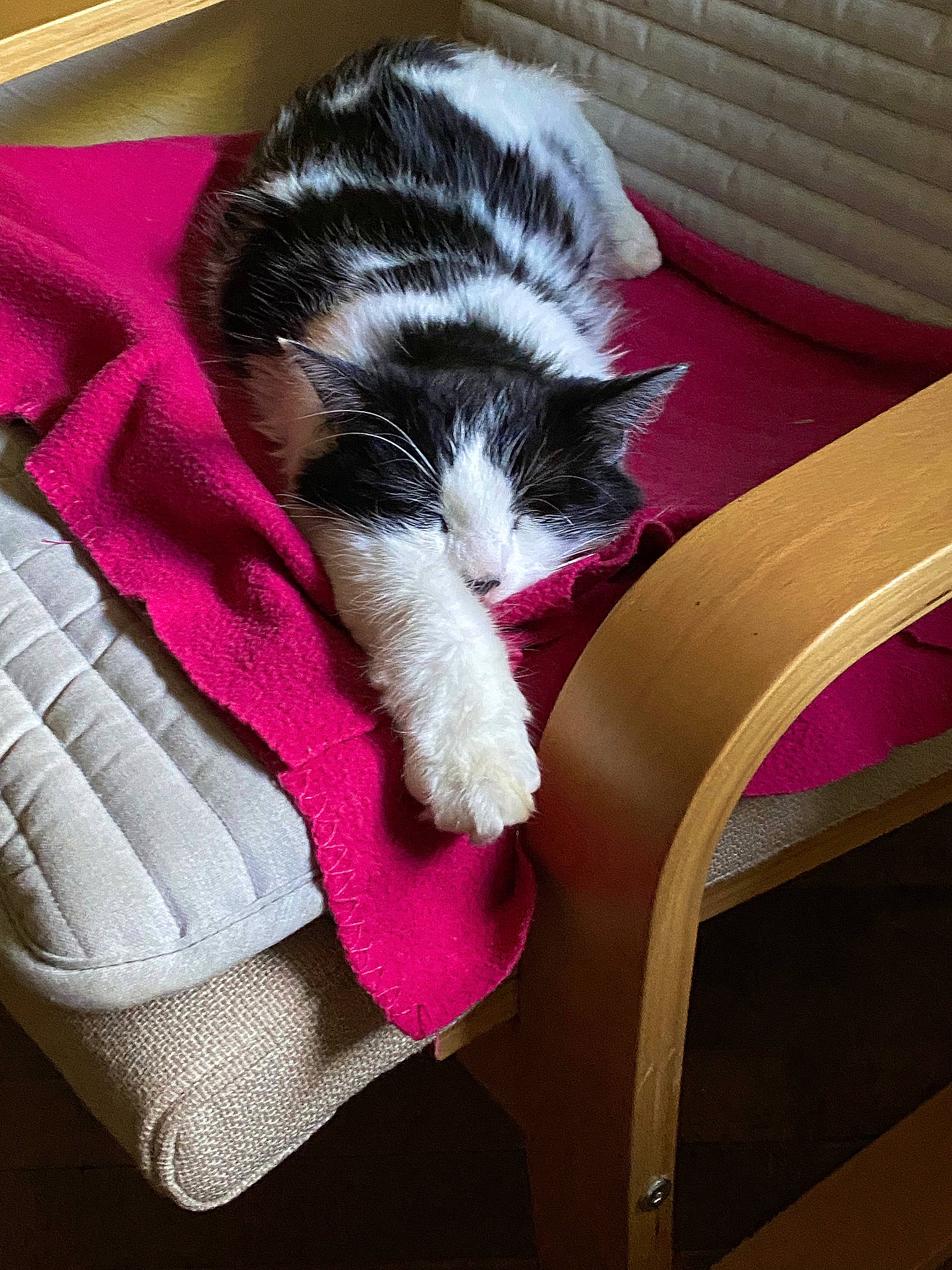 Potter participe au concours pour gagner de l'argent avec cette photo : carnivore, cat, chair, comfort, companion_dog, domestic_short_haired_cat, felidae, flooring, fur, hardwood, human_leg, lap, leg, magenta, outdoor_furniture, small_to_medium_sized_cats, snout, tail, whiskers, wood