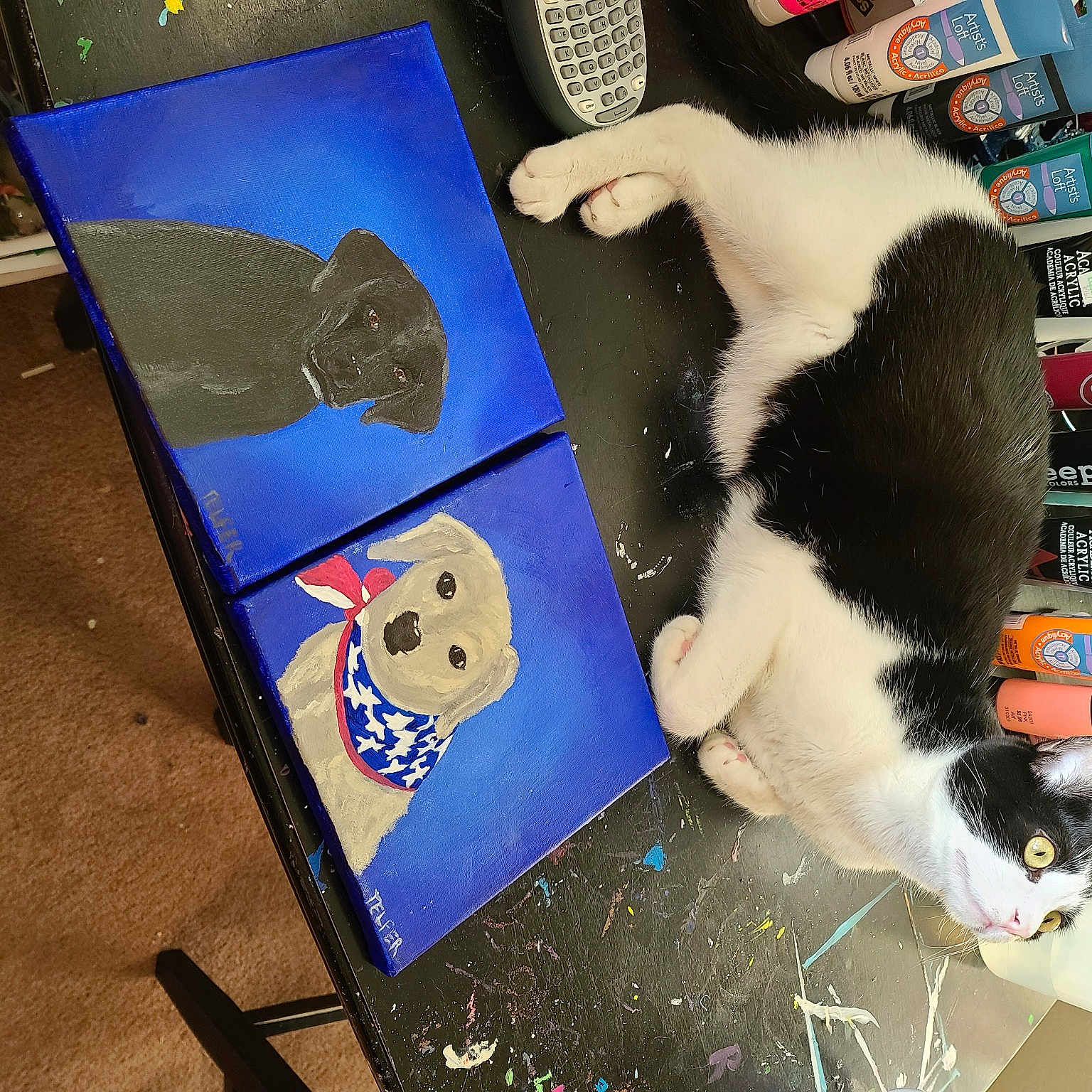 Sarge is registered to the contest to win money with this photo: carnivore, cat, felidae, paw, small_to_medium_sized_cats, tail, whiskers