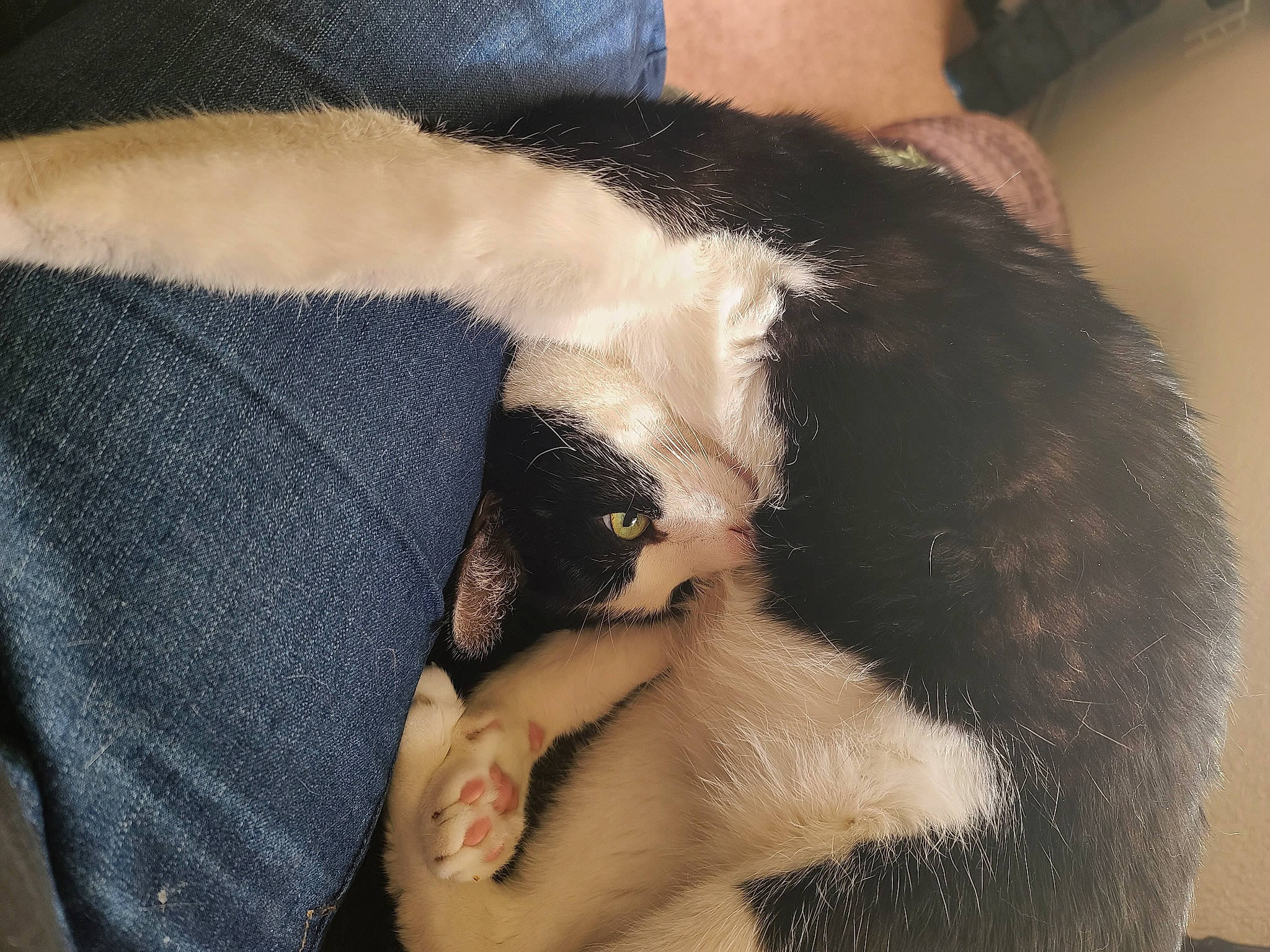 Sarge is registered to the contest to win money with this photo: ear, fur, snout, tail