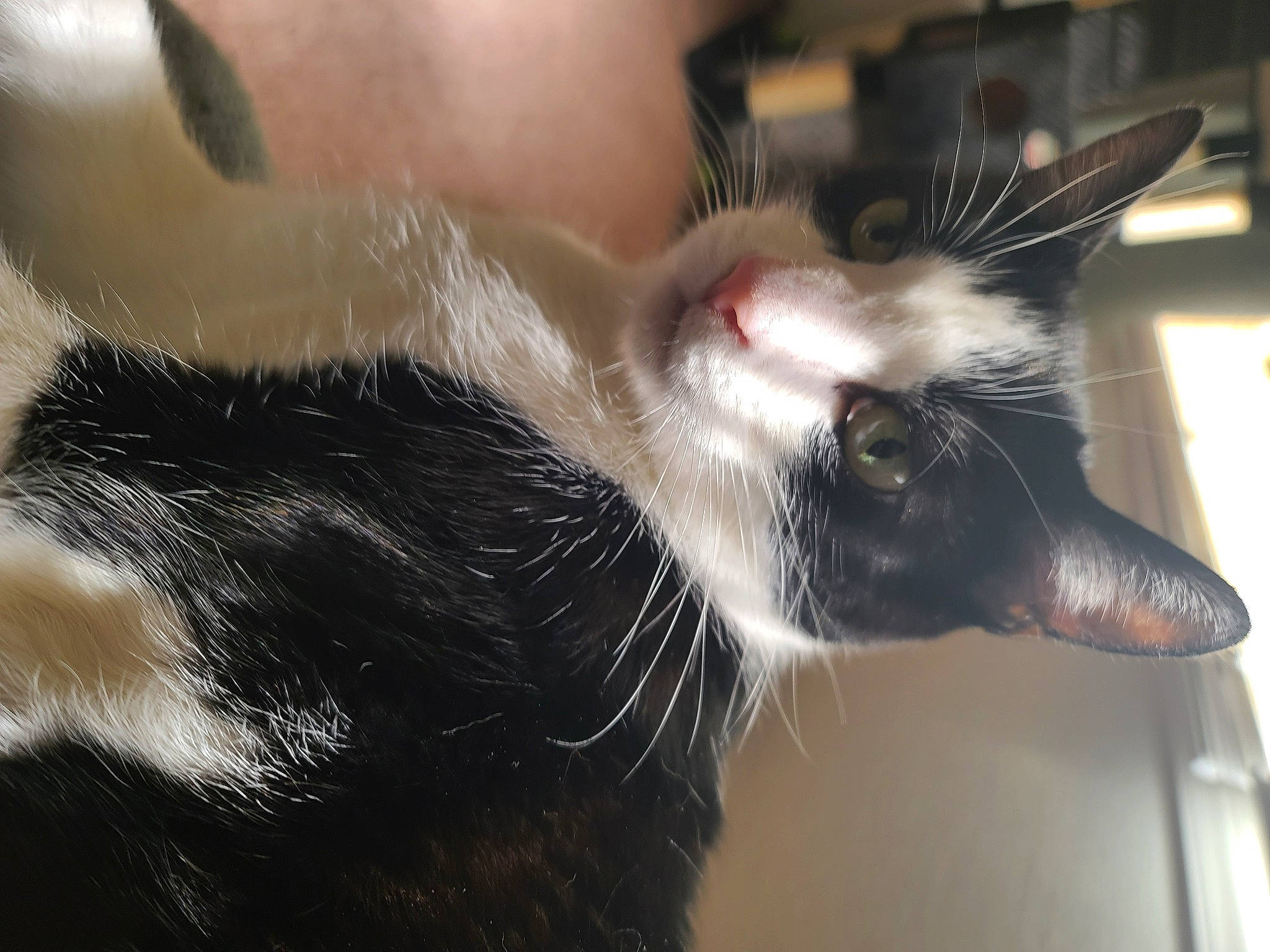 Sarge joined the competition — help win amazing prizes! carnivore, cat, ear, felidae, fur, small_to_medium_sized_cats, snout, tail, whiskers