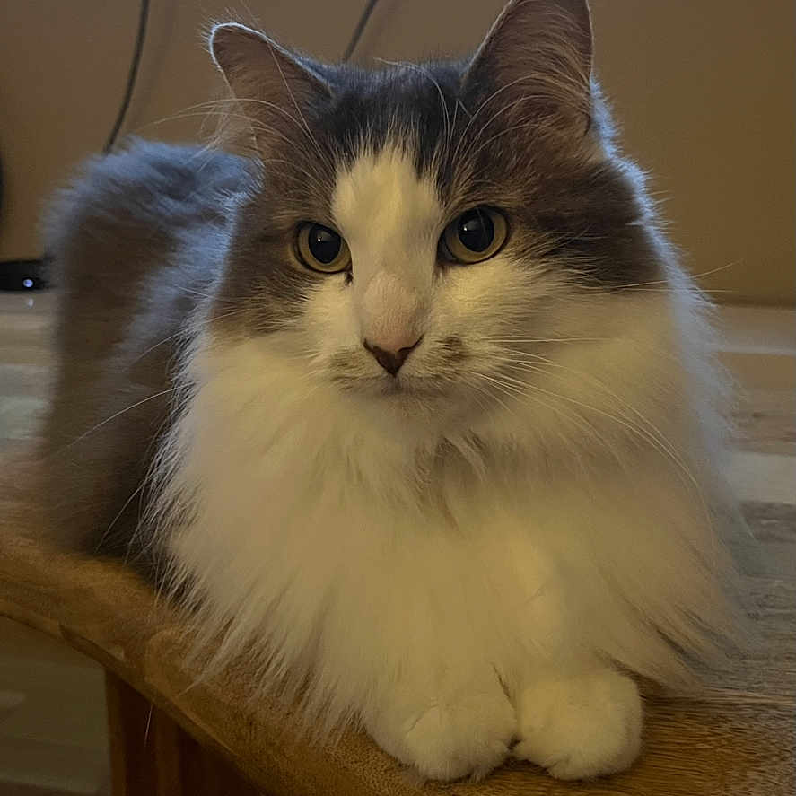 Grizou a rejoint le concours — aidez-le/la à gagner de superbes lots ! animal, calm, cat, closeup, curious, cute, domestic_cat, ears, feline, fluffy, fur, indoor, mammal, paws, pet, portrait, relaxed, table, whiskers, wooden_table