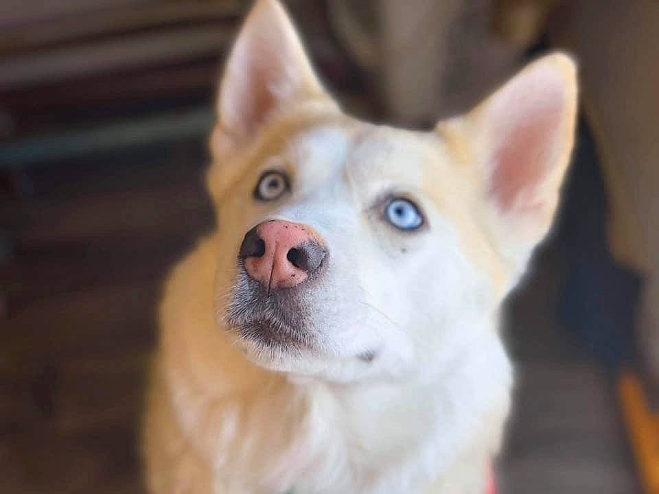 Luna is registered to the contest to win money with this photo: canidae, carnivore, close_up, dog, dog_breed, fawn, fur, hunting_dog, non_sporting_group, organ, snout, terrestrial_animal, whiskers, working_animal, working_dog