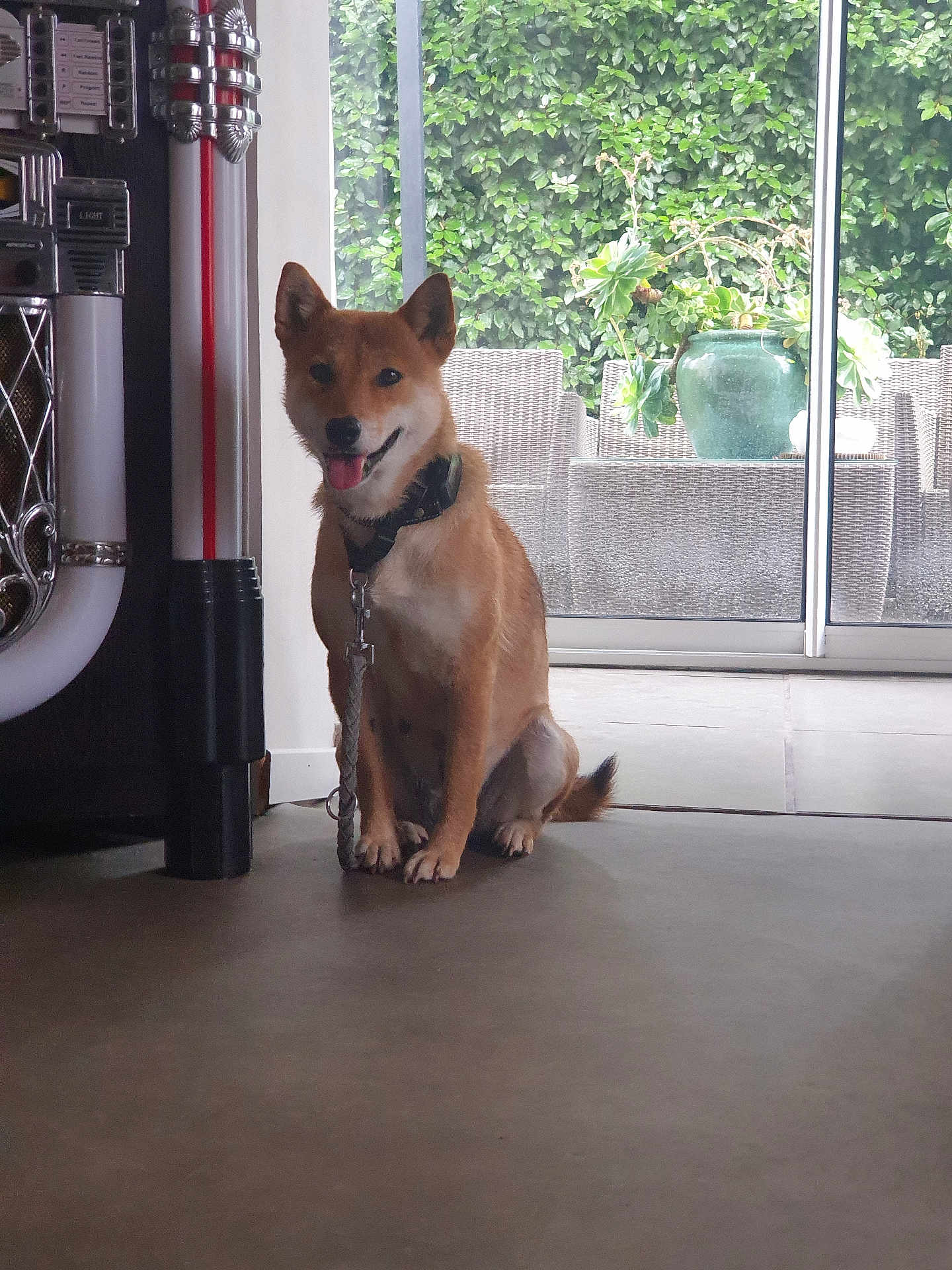Toki a rejoint le concours — aidez-le/la à gagner de superbes lots ! dog, indoor, sitting, jukebox, tongue_out, leash, glass_door, greenery, plant, pot, wicker_chair, floor, pet, canine, houseplant, smiling, window, daylight, furniture, happy