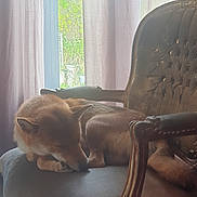 Toki participe au concours pour gagner de l'argent avec cette photo : dog, sleeping, chair, antique, curtains, indoor, natural_light, plant, cozy, furniture, pet, resting, brown_fur, relaxation, window, home, quiet, comfort, daylight, peaceful