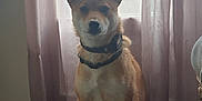 Toki participe au concours pour gagner de l'argent avec cette photo : dog, indoor, curtains, window, floor, pet, animal, sitting, calm, collar, brown_fur, ears, face, natural_light, home, quiet, shadow, background, domestic, companion