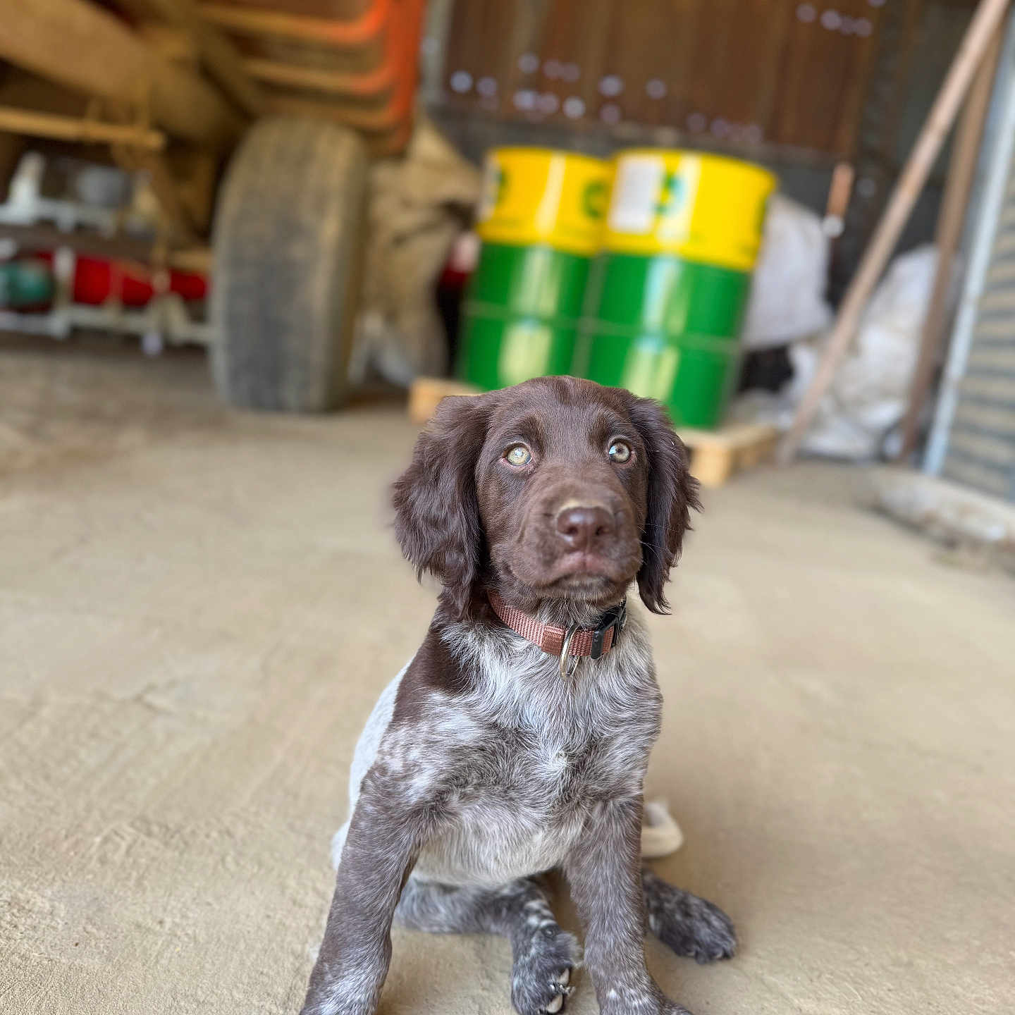 Ava participe au concours pour gagner de l'argent avec cette photo : animal, barn, barrels, brown, collar, cute, dog, ears, eyes, farm, floor, fur, indoor, nose, pet, puppy, sitting, speckled, white, young