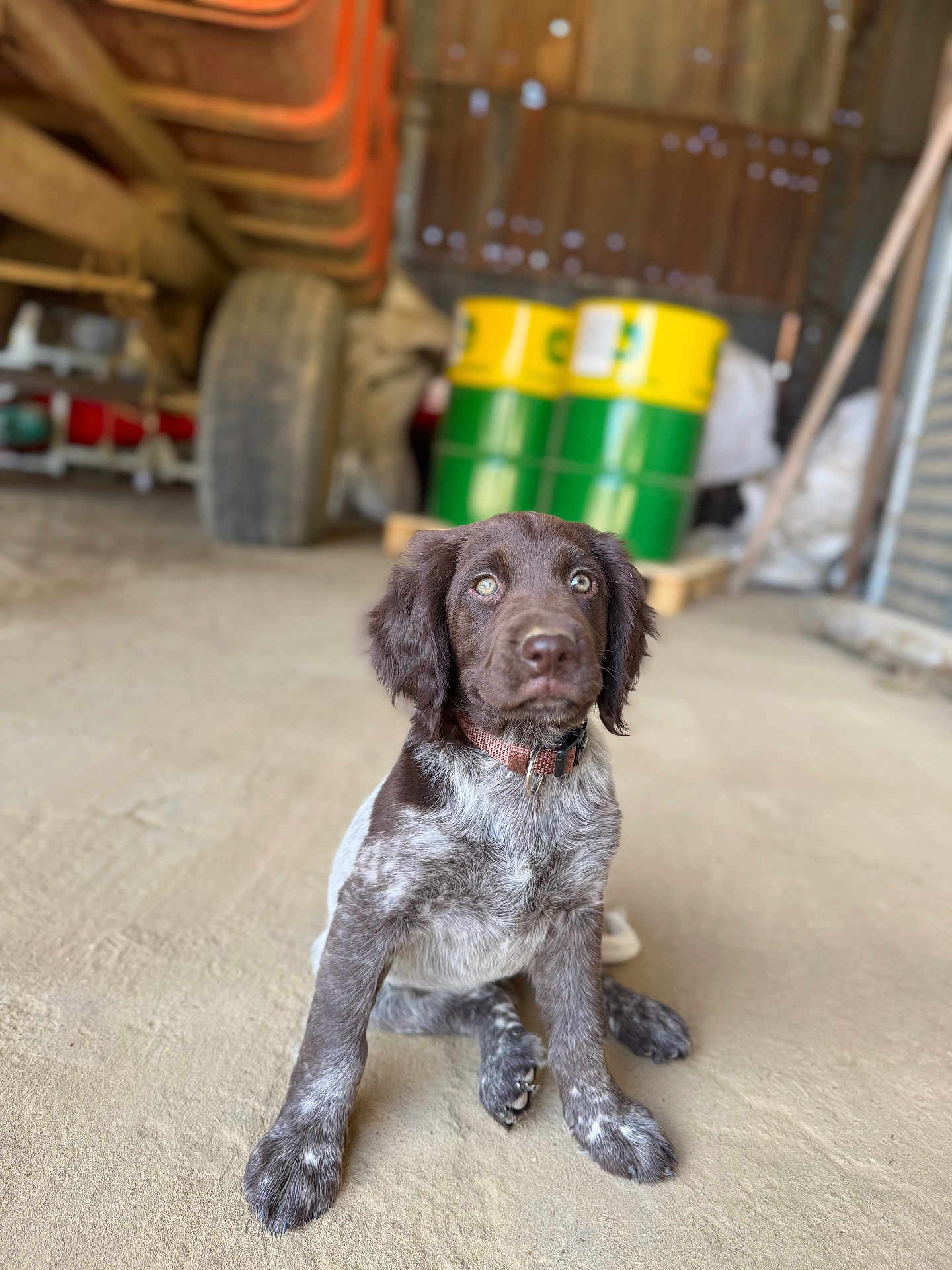 Ava participe au concours pour gagner de l'argent avec cette photo : puppy, dog, brown, white, speckled, collar, sitting, barn, farm, barrels, floor, animal, pet, cute, young, ears, eyes, nose, fur, indoor