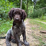 Ava a rejoint le concours — aidez-le/la à gagner de superbes lots ! puppy, dog, outdoor, forest, path, dirt, grass, nature, young, sitting, brown, white, fur, cute, animal, canine, pet, ears, eyes, adorable