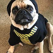 Chewie Joe joined the competition — help win amazing prizes! dog, pug, hoodie, clothing, pet, indoor, carpet, animal, cute, sitting, brown, black, yellow, tie, portrait, mammal, face, paw, canine, looking_up
