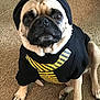 dog, pug, hoodie, clothing, pet, indoor, carpet, animal, cute, sitting, brown, black, yellow, tie, portrait, mammal, face, paw, canine, looking_up