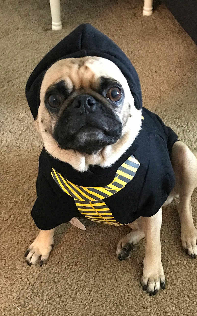 Chewie Joe joined the competition — help win amazing prizes! dog, pug, hoodie, clothing, pet, indoor, carpet, animal, cute, sitting, brown, black, yellow, tie, portrait, mammal, face, paw, canine, looking_up