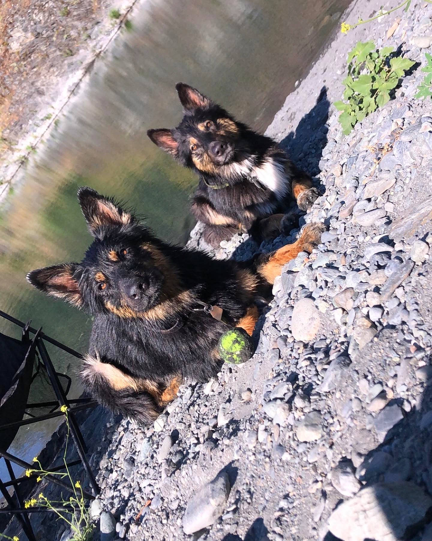 Aries And Enox is registered to the contest to win money with this photo: bedrock, canidae, carnivore, dog, dog_breed, grass, road_surface, rock, shadow, soil, sporting_group, tail, terrestrial_animal, trunk, wood, working_animal, working_dog