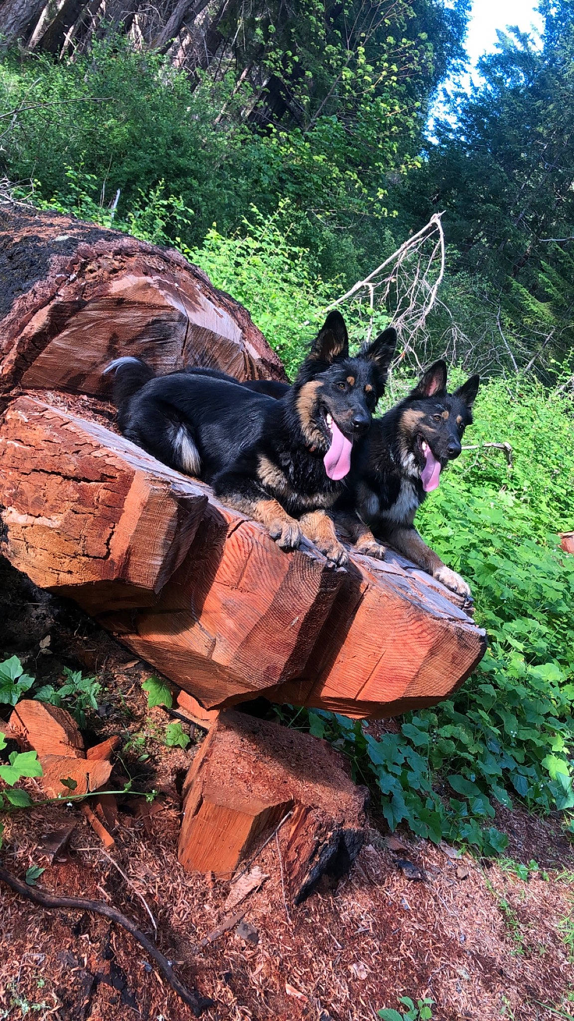 Aries And Enox is registered to the contest to win money with this photo: adventure, bedrock, canidae, carnivore, dog, dog_breed, fawn, forest, grass, mammal, plant, recreation, rock, soil, sporting_group, tree, trunk, wilderness, wood, working_animal