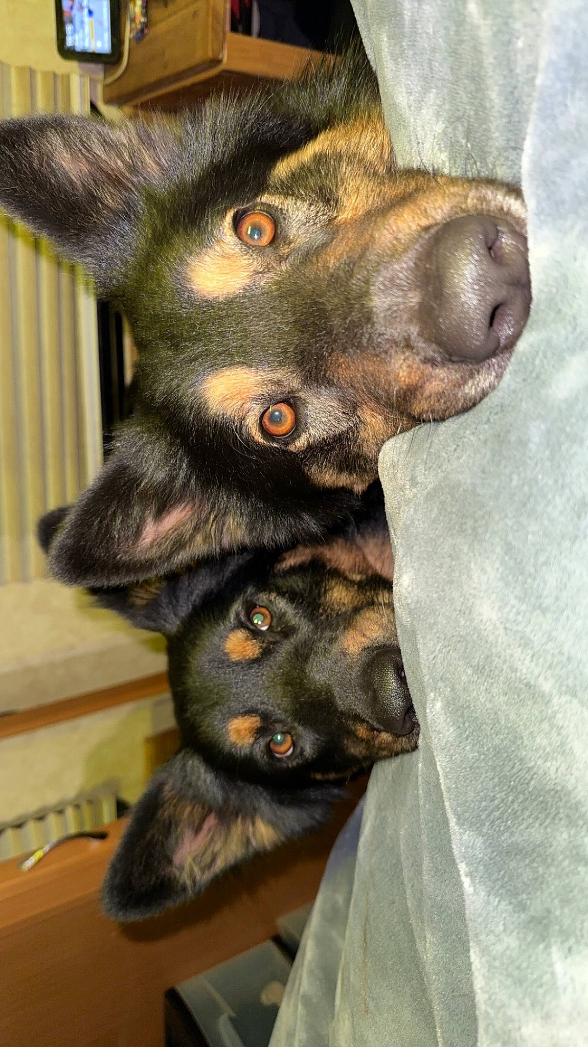 Aries And Enox joined the competition — help win amazing prizes! canidae, carnivore, claw, companion_dog, dog, dog_breed, ear, fawn, fur, guard_dog, liver, non_sporting_group, paw, snout, sporting_group, terrestrial_animal, toy_dog, whiskers, working_animal, working_dog