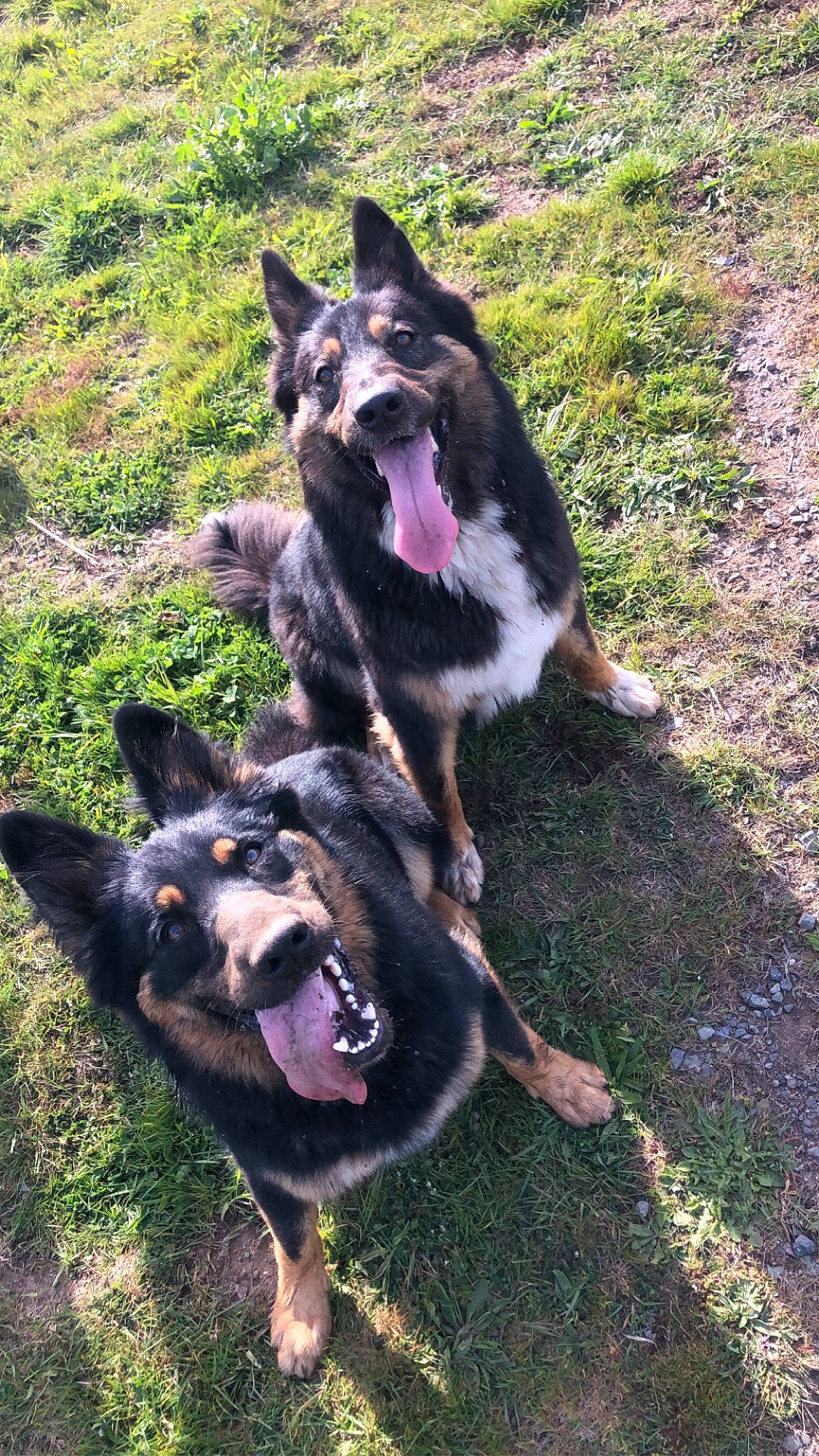 Aries And Enox is registered to the contest to win money with this photo: black_norwegian_elkhound, canidae, canis, carnivore, companion_dog, dog, dog_breed, east_european_shepherd, german_shepherd_dog, grass, herbaceous_plant, herding_dog, king_shepherd, old_german_shepherd_dog, plant, recreation, snout, sporting_group, working_animal, working_dog