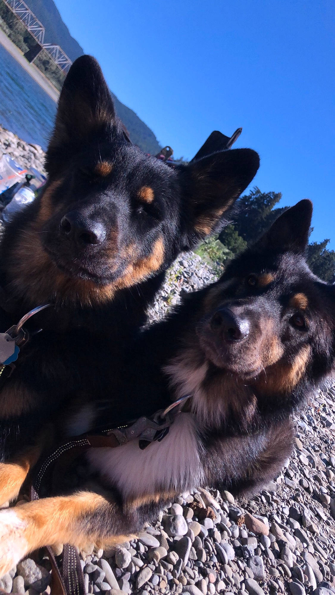 Aries And Enox joined the competition — help win amazing prizes! canidae, carnivore, companion_dog, dog, dog_breed, fur, guard_dog, herding_dog, paw, plant, sky, snout, sporting_group, terrestrial_animal, travel, working_animal, working_dog