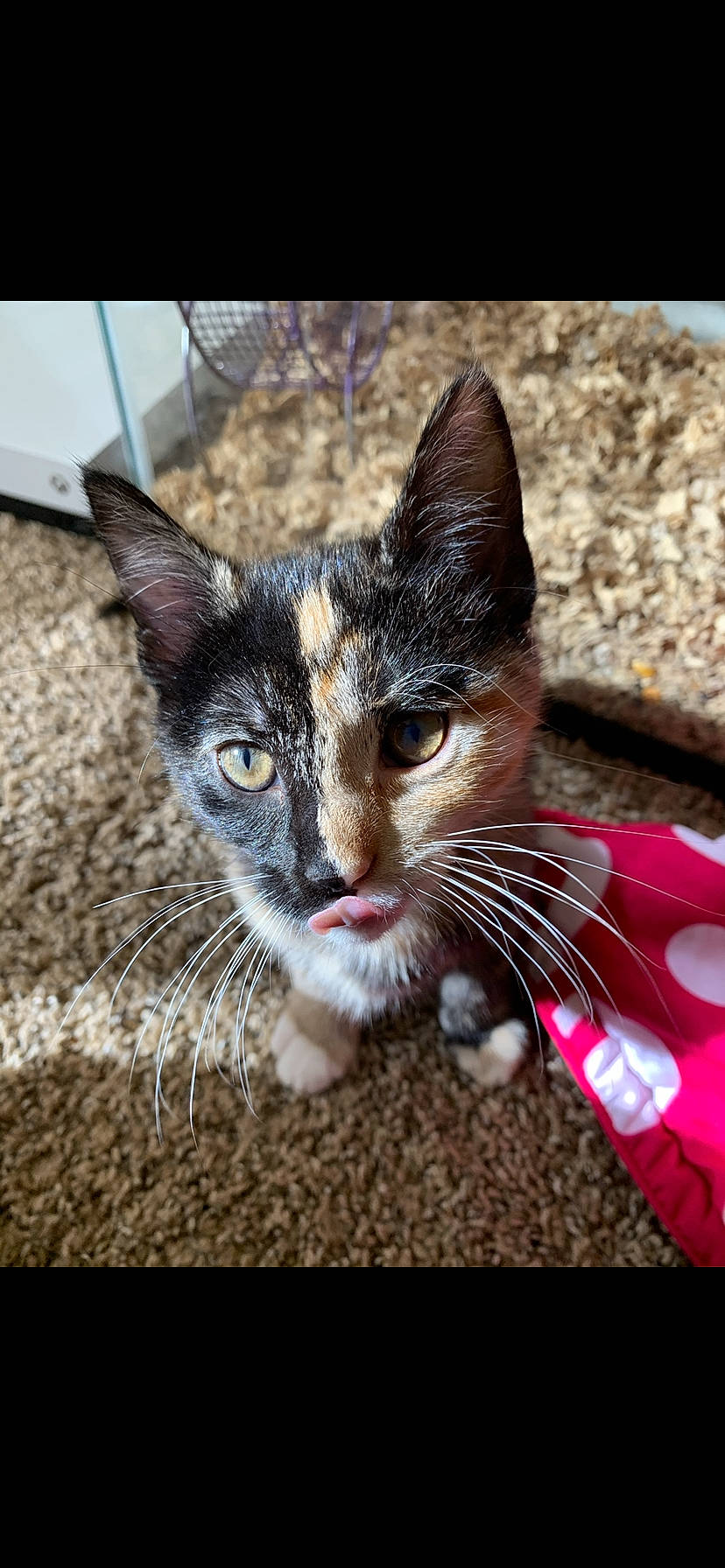 Gemini is registered to the contest to win money with this photo: carmine, carnivore, cat, claw, curious, domestic_short_haired_cat, eye, felidae, foot, fur, grass, paw, photo_caption, small_to_medium_sized_cats, snout, tail, terrestrial_animal, whiskers, wildlife, window