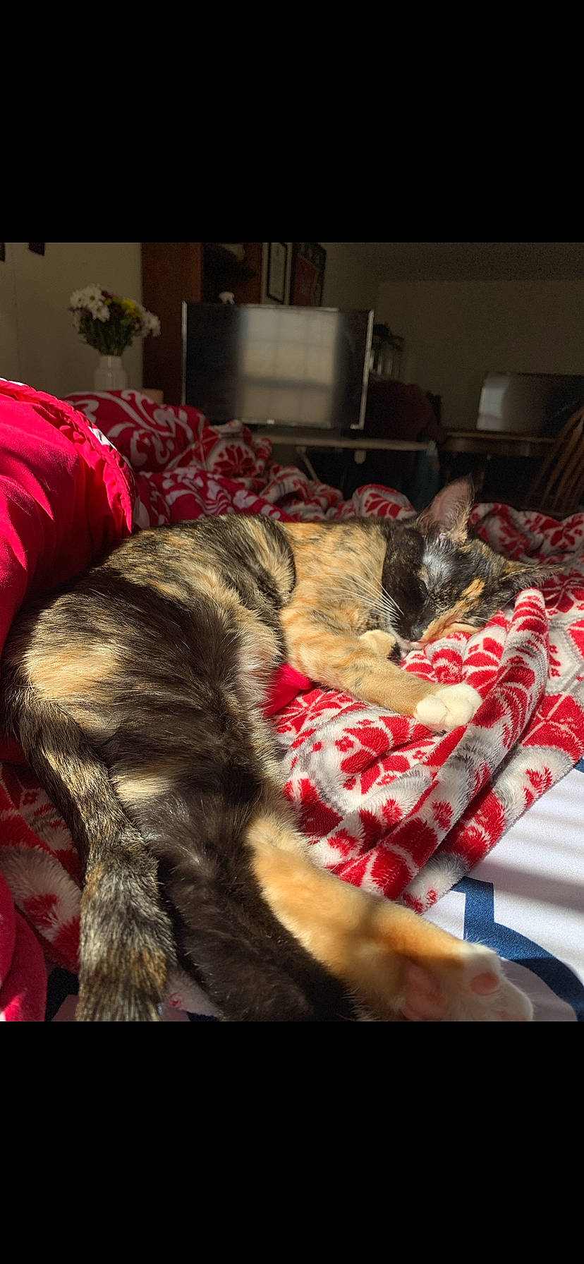 Gemini joined the competition — help win amazing prizes! bed, bedding, canidae, carnivore, cat, claw, comfort, companion_dog, dog_breed, felidae, fur, linens, mammal, nap, room, small_to_medium_sized_cats, snout, sporting_group, tail, whiskers