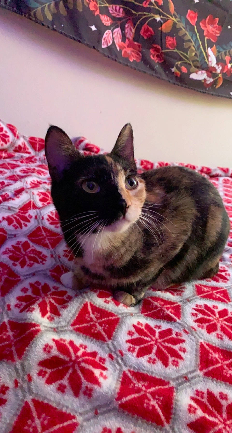 Gemini joined the competition — help win amazing prizes! carnivore, cat, cat_supply, comfort, domestic_short_haired_cat, fawn, felidae, fur, linens, mammal, pattern, paw, red, small_to_medium_sized_cats, snout, tail, textile, vertebrate, whiskers, window