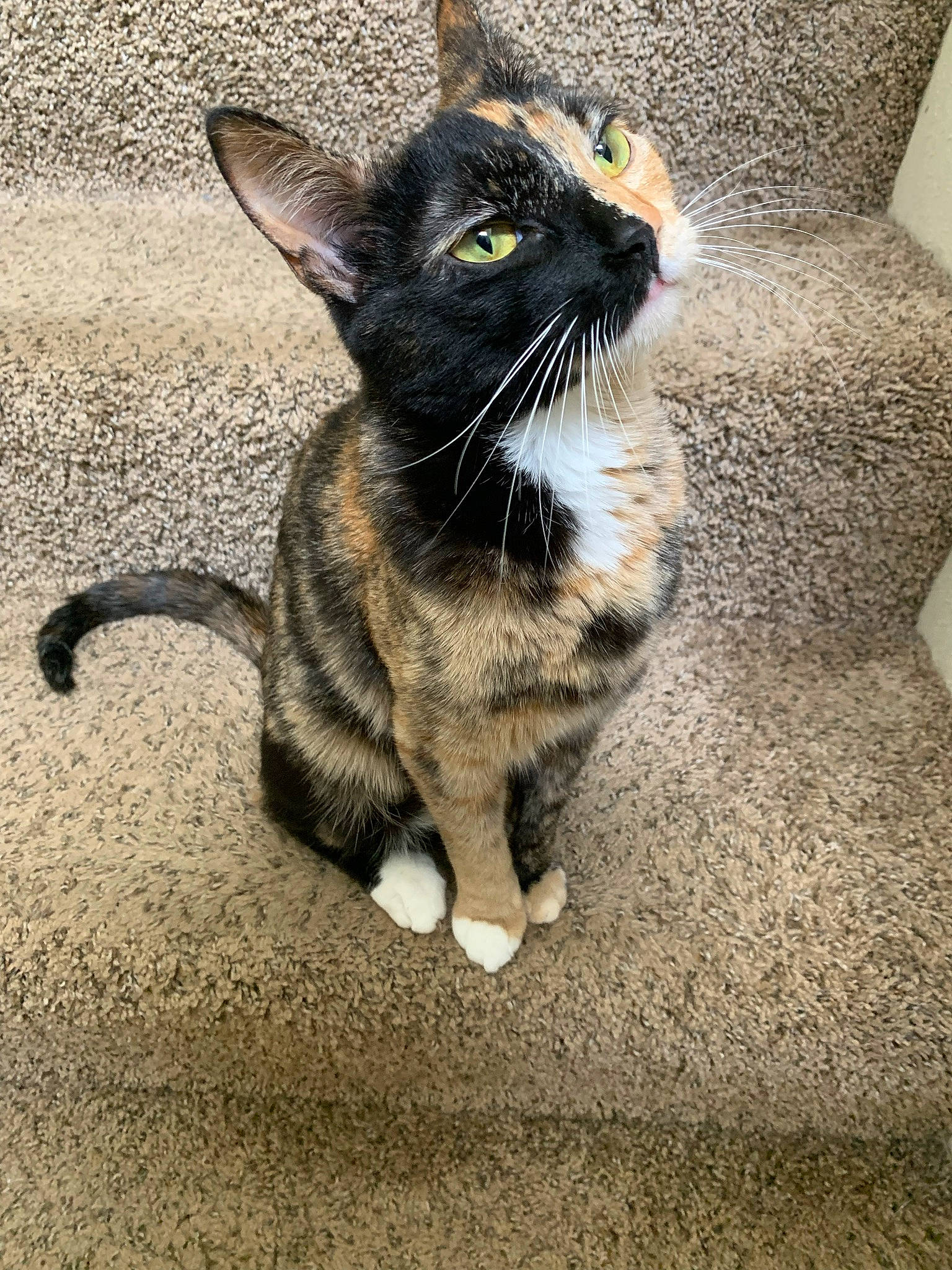 Gemini joined the competition — help win amazing prizes! asphalt, black_cat, carnivore, cat, claw, domestic_short_haired_cat, eye, felidae, flooring, foot, fur, grey, paw, road_surface, small_to_medium_sized_cats, snout, tail, terrestrial_animal, whiskers, window