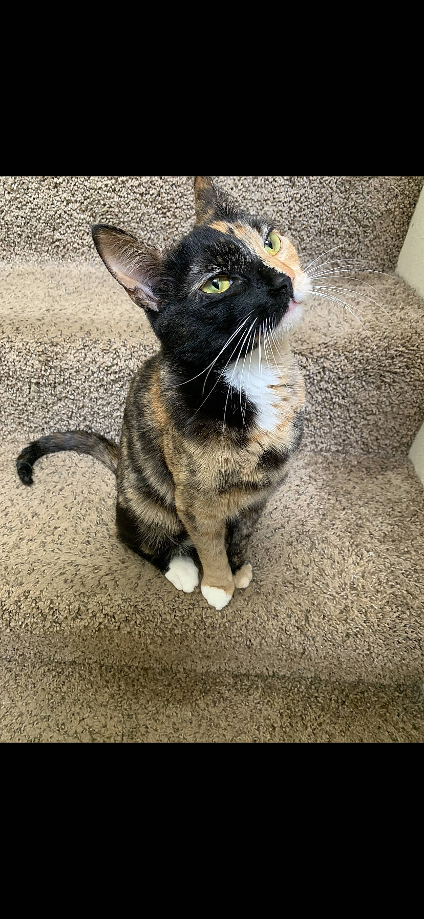 Gemini joined the competition — help win amazing prizes! asphalt, black_cat, carnivore, cat, claw, domestic_short_haired_cat, eye, felidae, flooring, foot, fur, grass, grey, paw, road_surface, small_to_medium_sized_cats, snout, tail, terrestrial_animal, whiskers