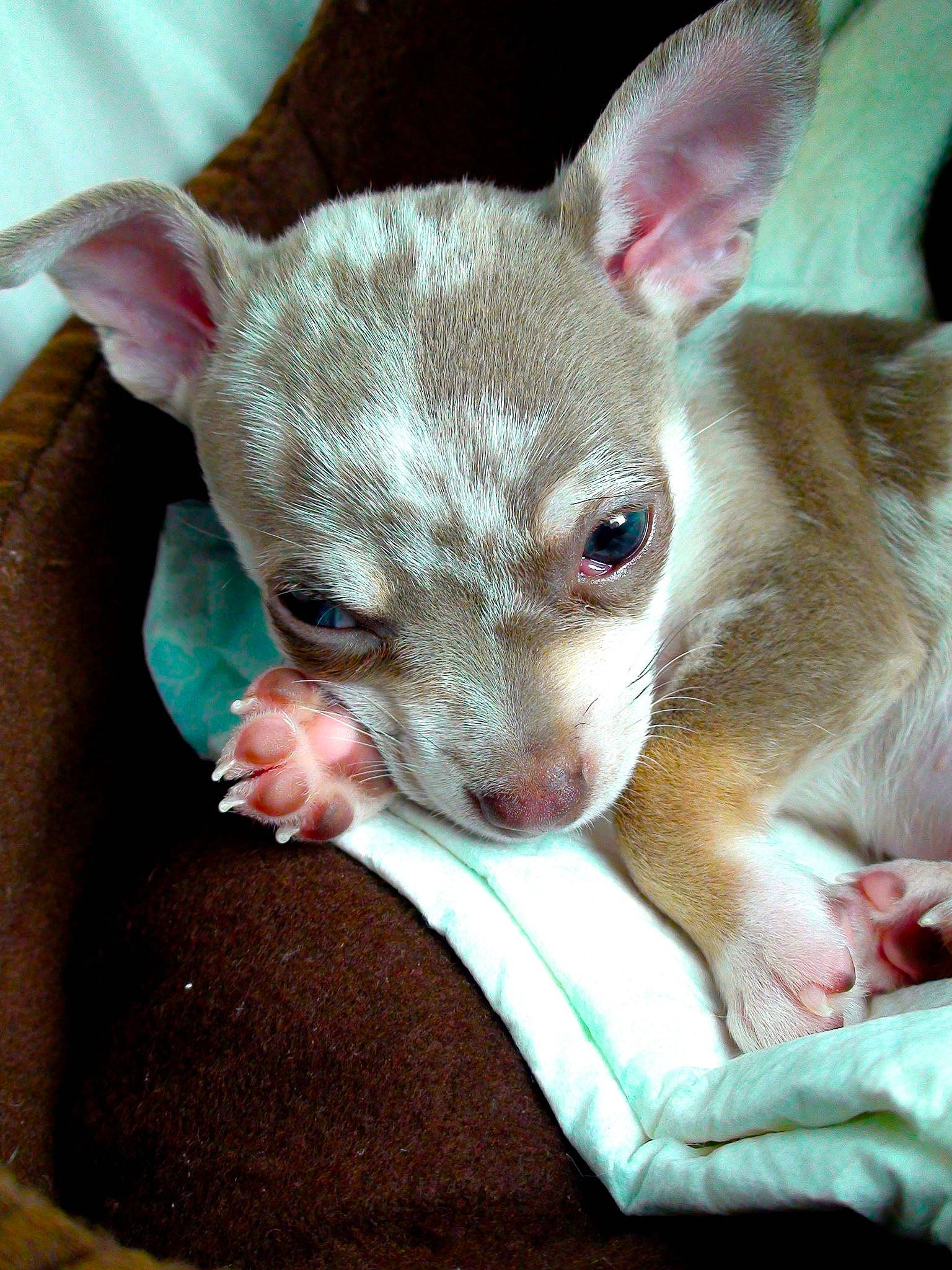 Austin joined the competition — help win amazing prizes! canidae, carnivore, comfort, companion_dog, dog, dog_breed, ear, eye, fawn, fur, head, non_sporting_group, paw, pink, puppy, snout, sporting_group, terrestrial_animal, toy_dog, whiskers