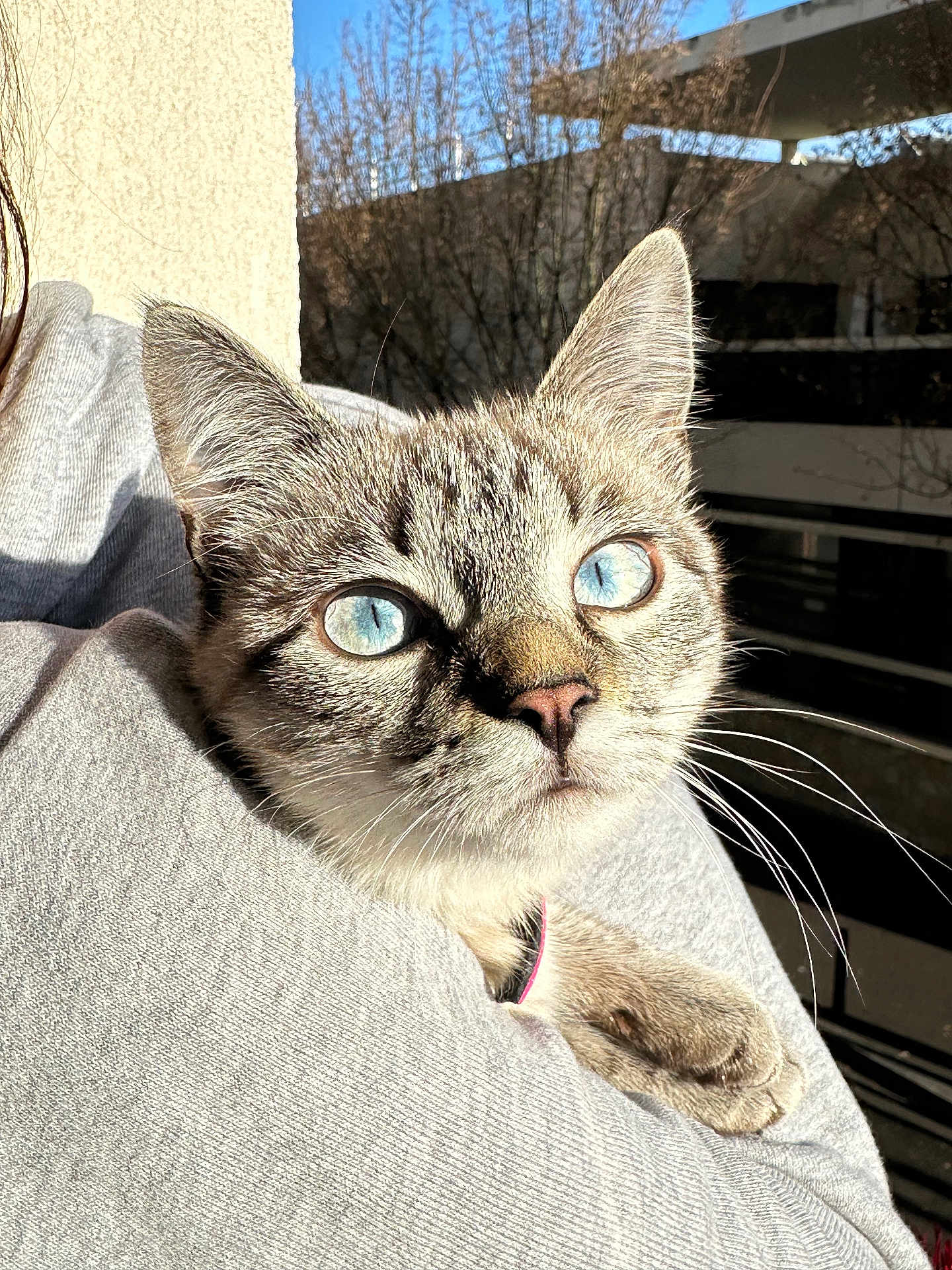 Arya