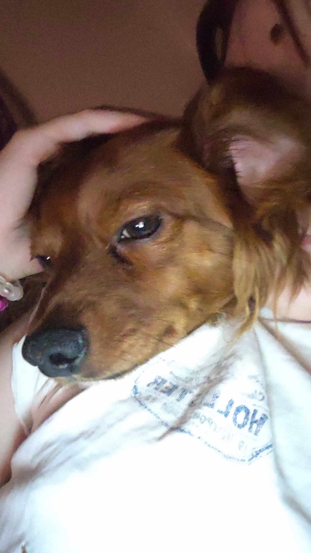 Rascal is registered to the contest to win money with this photo: dog, brown_dog, pet, hand, white_shirt, close_up, resting, affection, calm, indoor, fur, ear, nose, animal, companion, gentle_touch, portrait, face, expression, domestic_animal