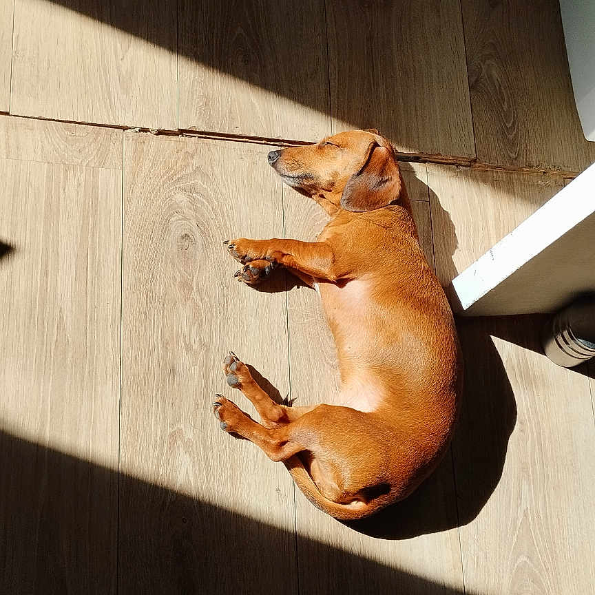 Fnoukie participe au concours pour gagner de l'argent avec cette photo : dog, dachshund, sunlight, wood_floor, sleeping, pet, animal, indoor, relaxation, brown_dog, sunbeam, flooring, quiet, resting, canine, home, cozy, nap, peaceful, shadow
