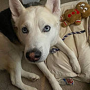 Blue joined the competition — help win amazing prizes! dog, husky, blue_eyes, pet, indoor, blanket, plush_toy, gingerbread_man, carpet, floor, close_up, animal, cute, laying_down, nose, ears, toy, household, domestic, curious