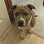 dog, pitbull, pet, puppy, sitting, looking_up, ears, paws, doorway, doorframe, wooden_floor, tile_floor, indoor, home, curious, brown_coat, white_marking, floor_transition, slipper, person_leg