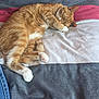 Tigger is registered to the contest to win money with this photo: cat, orange_tabby, sleeping, bed, blanket, paw, fur, cozy, indoor, pet, striped, relaxed, cute, whiskers, nap, domestic_cat, feline, resting, comfort, animal
