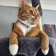 Tigger is registered to the contest to win money with this photo: cat, orange_cat, white_paws, cat_tree, feline, pet, indoor, relaxed, curious, collar, bell, fur, whiskers, ears, claws, resting, house, animal, cute, domestic