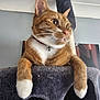 cat, orange_cat, white_paws, cat_tree, feline, pet, indoor, relaxed, curious, collar, bell, fur, whiskers, ears, claws, resting, house, animal, cute, domestic