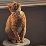 Garfield joined the competition — help win amazing prizes! cat, orange_tabby, bow_tie, pet, indoor, cute, feline, sitting, curious, soft_light, perch, whiskers, paws, fluffy, domestic_animal, animal, looking_up, cozy, portrait, furry