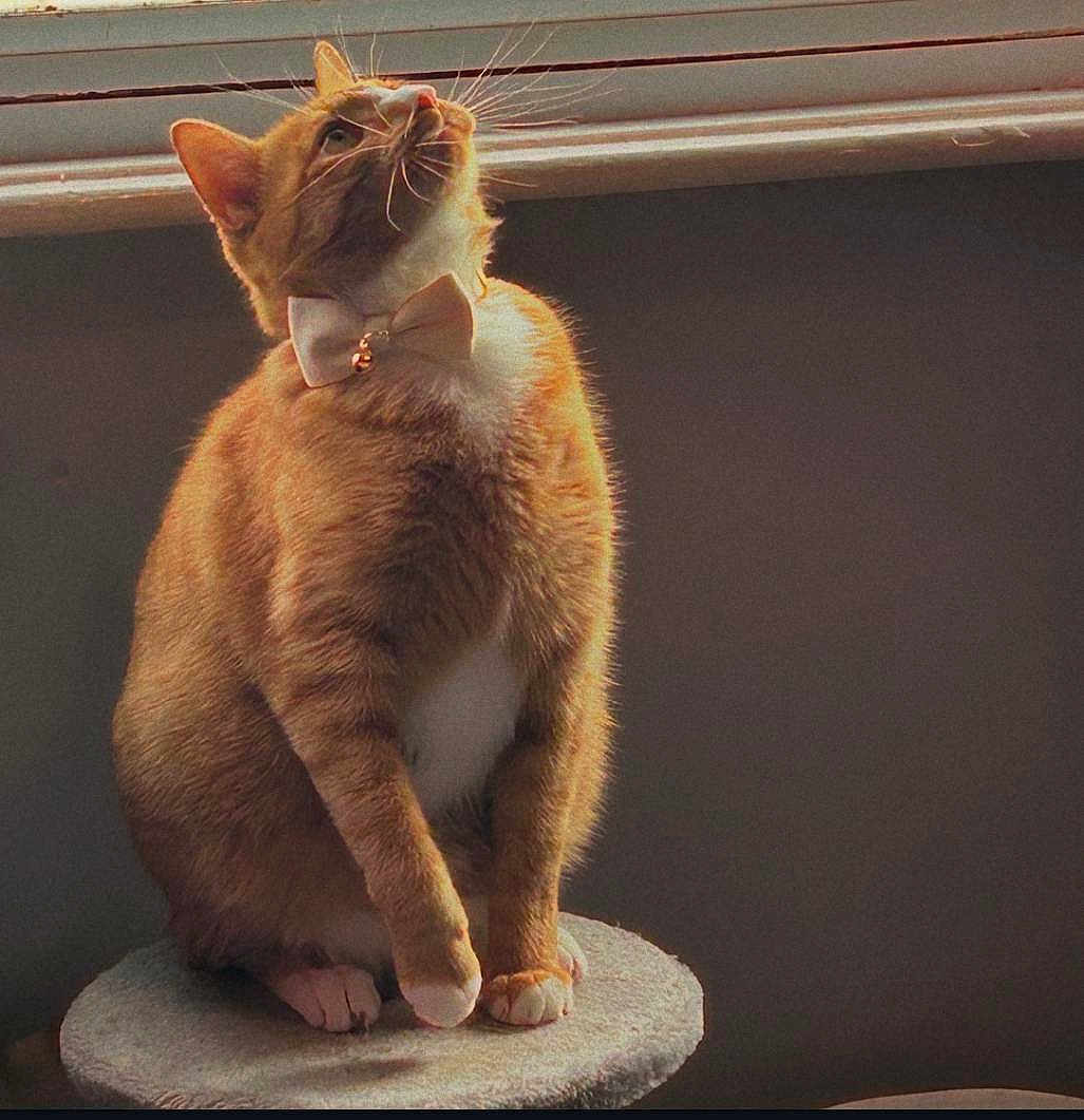 Garfield