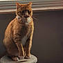 cat, orange_tabby, pet, indoor, feline, sitting, bow_tie, collar, window, soft_light, shadow, fur, whiskers, cute, animal, domestic, perch, portrait, mood_light, closeup