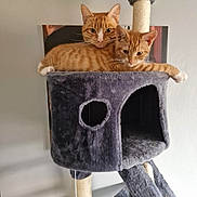 Garfield joined the competition — help win amazing prizes! cat, tabby_cat, orange_cat, cat_tree, pet, animal, feline, indoor, cozy, plush, resting, cute, two_cats, scratching_post, paw, ears, whiskers, relaxing, companion, fur
