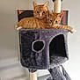 cat, tabby_cat, orange_cat, cat_tree, pet, animal, feline, indoor, cozy, plush, resting, cute, two_cats, scratching_post, paw, ears, whiskers, relaxing, companion, fur