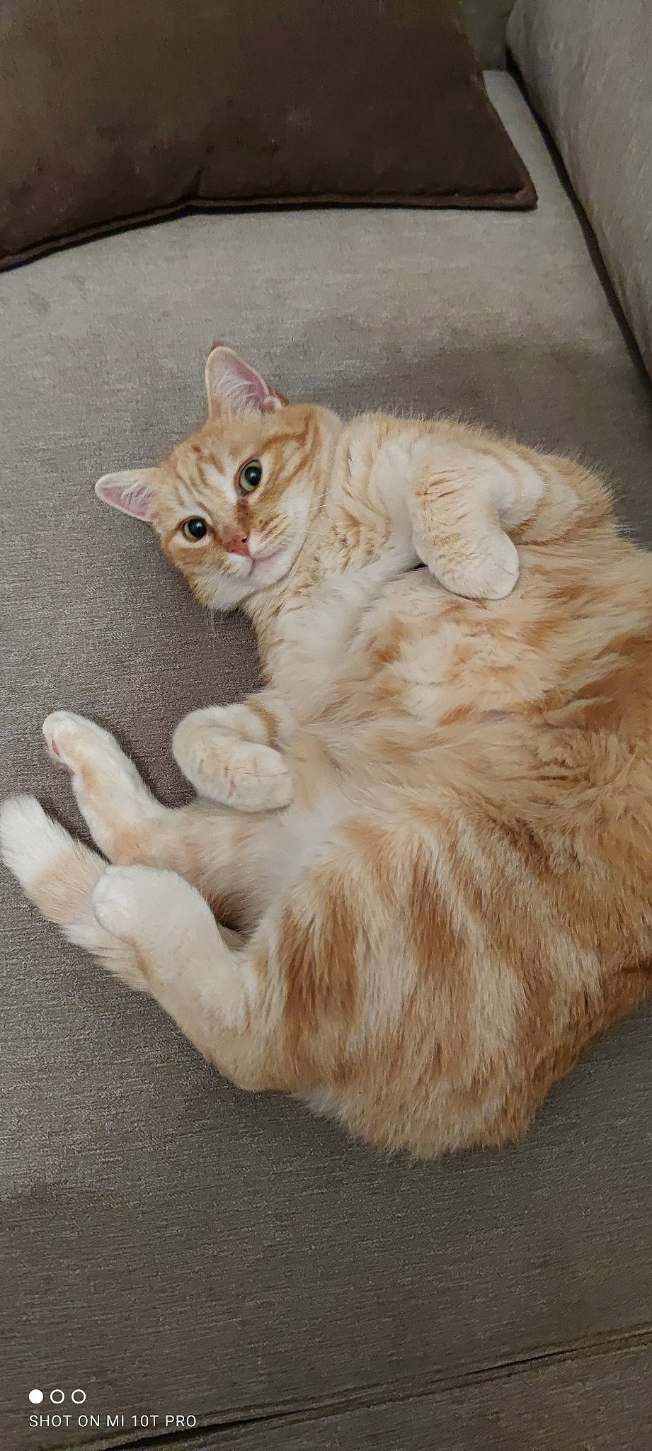 Jupiter participe au concours pour gagner de l'argent avec cette photo : carnivore, cat, claw, comfort, domestic_short_haired_cat, eye, fawn, felidae, foot, fur, gesture, head, paw, peach, sitting, small_to_medium_sized_cats, snout, tail, whiskers, wood