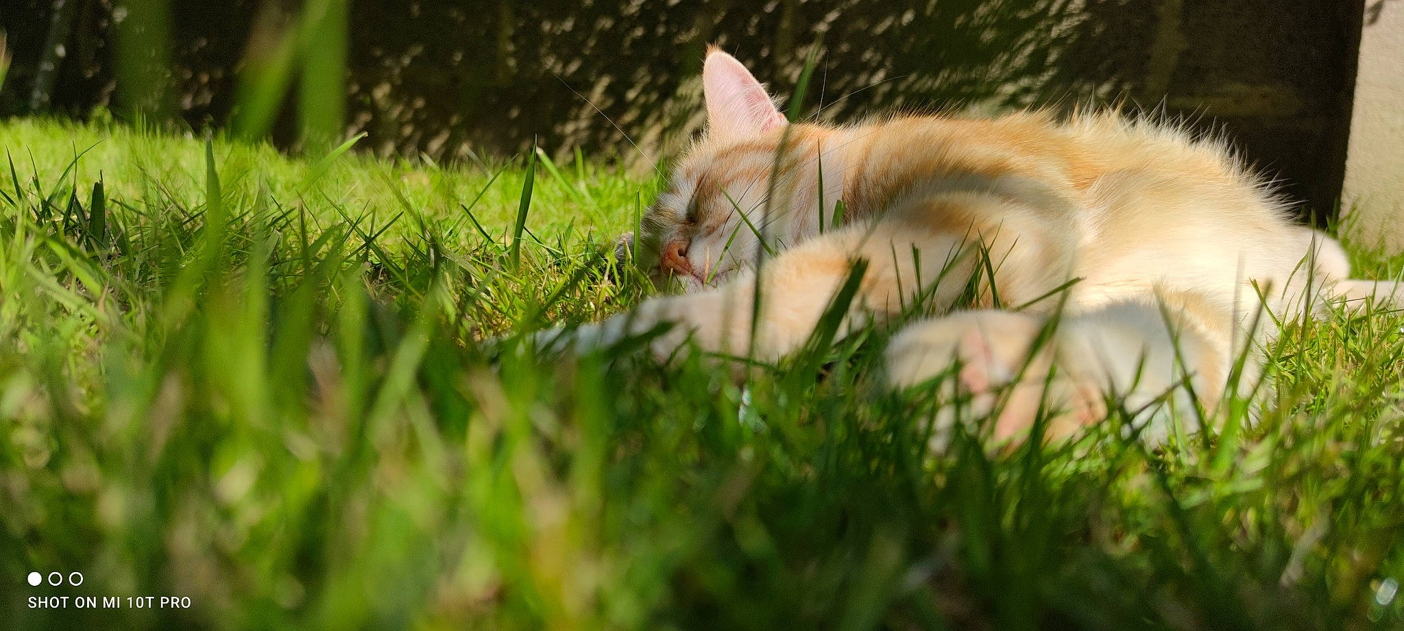 Jupiter participe au concours pour gagner de l'argent avec cette photo : carnivore, cat, dog_breed, eye, fawn, felidae, grass, grass_family, grassland, head, lawn, meadow, plant, small_to_medium_sized_cats, snout, tail, terrestrial_animal, tree, whiskers, wood