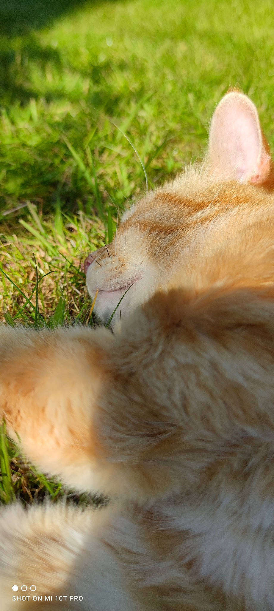 Jupiter participe au concours pour gagner de l'argent avec cette photo : canidae, carnivore, cat, claw, companion_dog, dog_breed, eye, fang, fawn, felidae, fur, grass, paw, plant, sitting, small_to_medium_sized_cats, sporting_group, tail, terrestrial_animal, whiskers