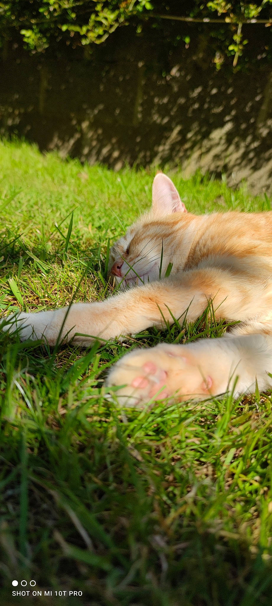 Jupiter a rejoint le concours — aidez-le/la à gagner de superbes lots ! carnivore, cat, domestic_short_haired_cat, fawn, felidae, fur, grass, grass_family, grassland, lawn, mammal, plant, small_to_medium_sized_cats, snout, tail, terrestrial_animal, tree, whiskers, wildlife, wood