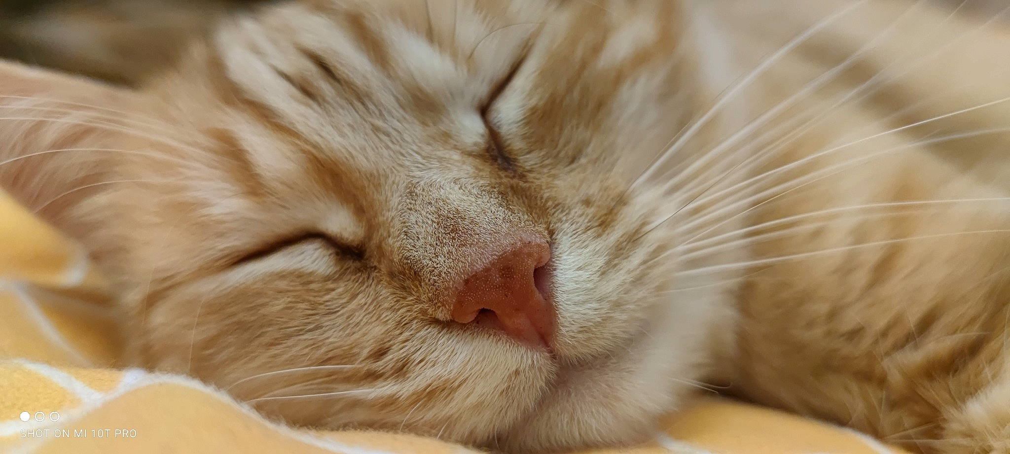 Jupiter a rejoint le concours — aidez-le/la à gagner de superbes lots ! carnivore, cat, claw, comfort, domestic_short_haired_cat, fawn, felidae, fur, nap, paw, sleep, small_to_medium_sized_cats, snout, terrestrial_animal, whiskers