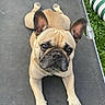 Cookie a rejoint le concours — aidez-le/la à gagner de superbes lots ! animal, bostonbull, boxer, bulldog, canine, dog, frenchbulldog, grass, pet, pitbull, plant, pug, puppy, soil