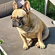 Cookie participe au concours pour gagner de l'argent avec cette photo : animal, canine, companion, cute, daylight, dog, ears, face, french_bulldog, fur, grass, lounge_chair, nature, outdoor, paw, pet, relaxing, shadow, sitting, sunlight