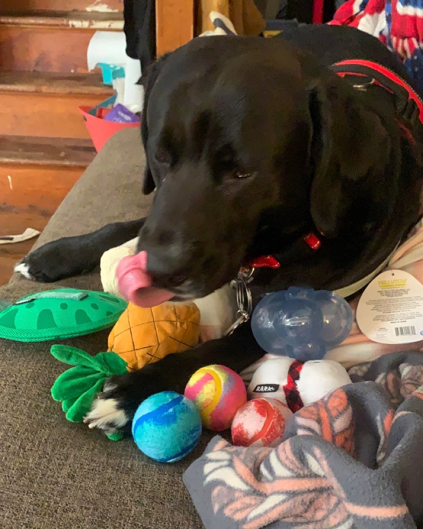 Bear joined the competition — help win amazing prizes! ball, canidae, carnivore, collar, companion_dog, dog, dog_breed, dog_collar, dog_supply, dog_toy, gun_dog, recreation, snout, sporting_group, sports_equipment, sports_toy, tennis_ball, toy, vertebrate, working_animal