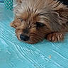 animal, blue_table, brick_wall, closeup, cozy, cup, dog, face, fur, head, indoor, patterned_cup, paw, person, pet, relaxed, resting, sleepy, small_dog, table